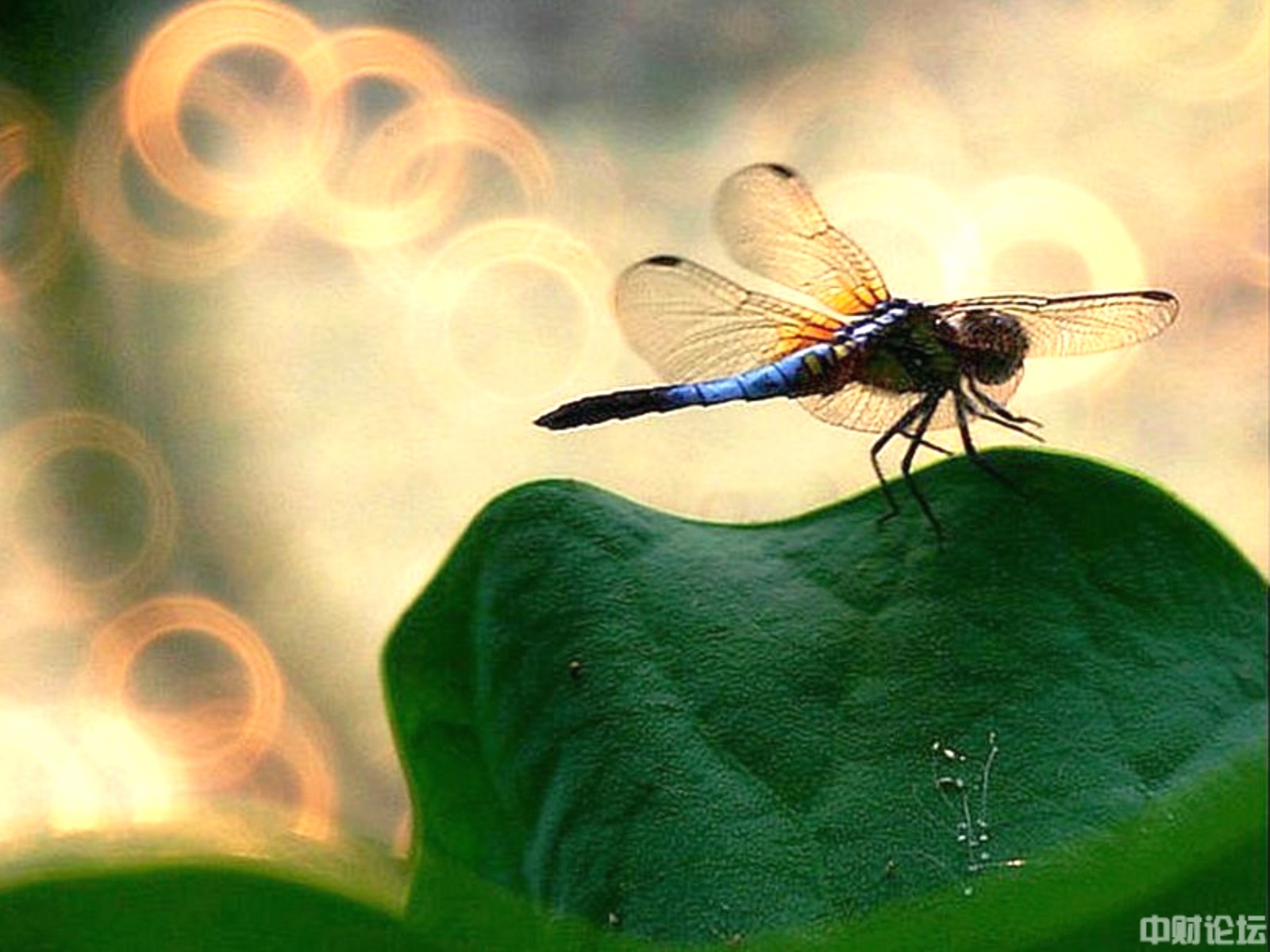 411295d084090db0fa.jpg