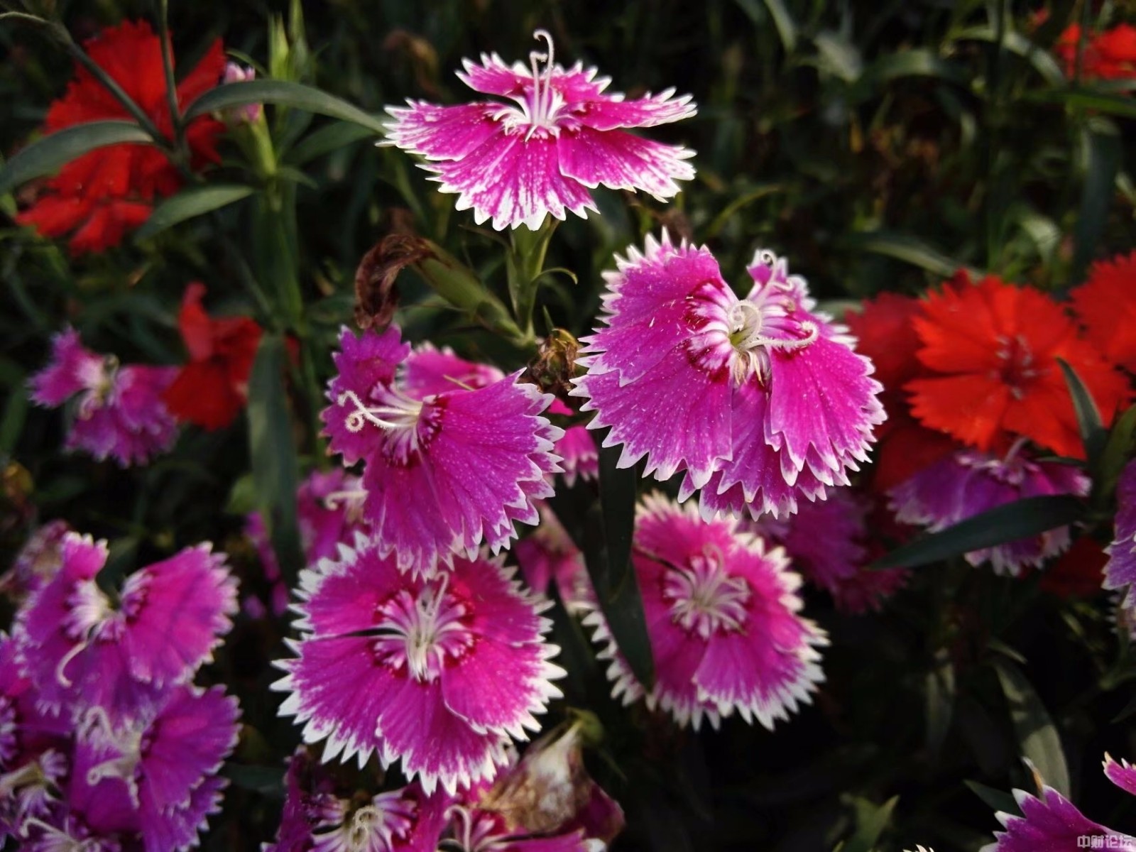 967975df055548bee1.jpg