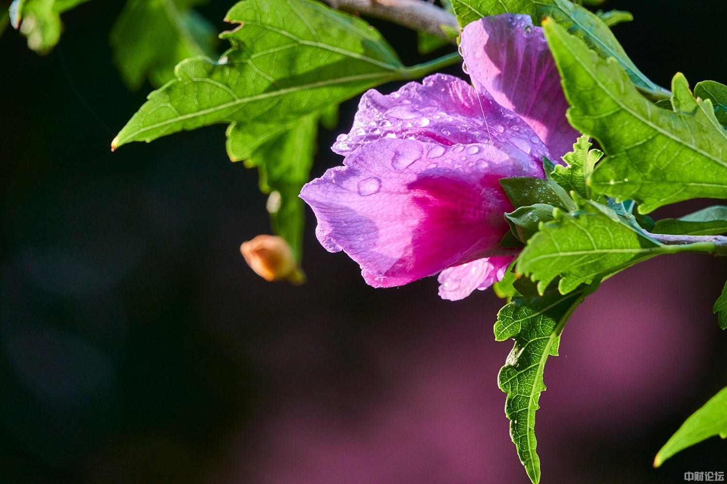 699475ec62bc967d6f.jpg