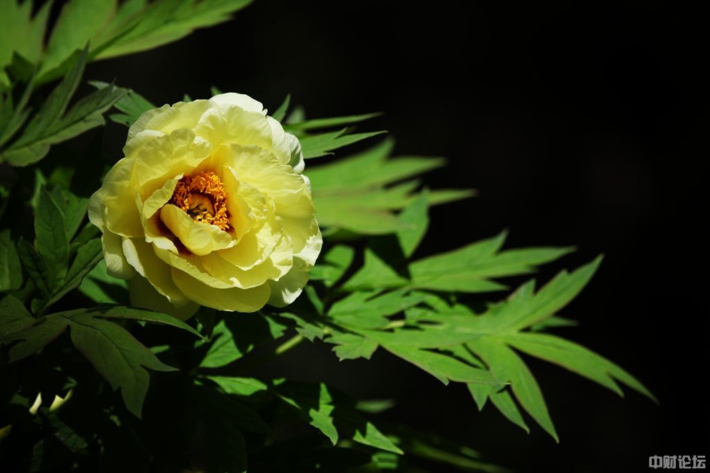 4600260a721683be0e.jpg