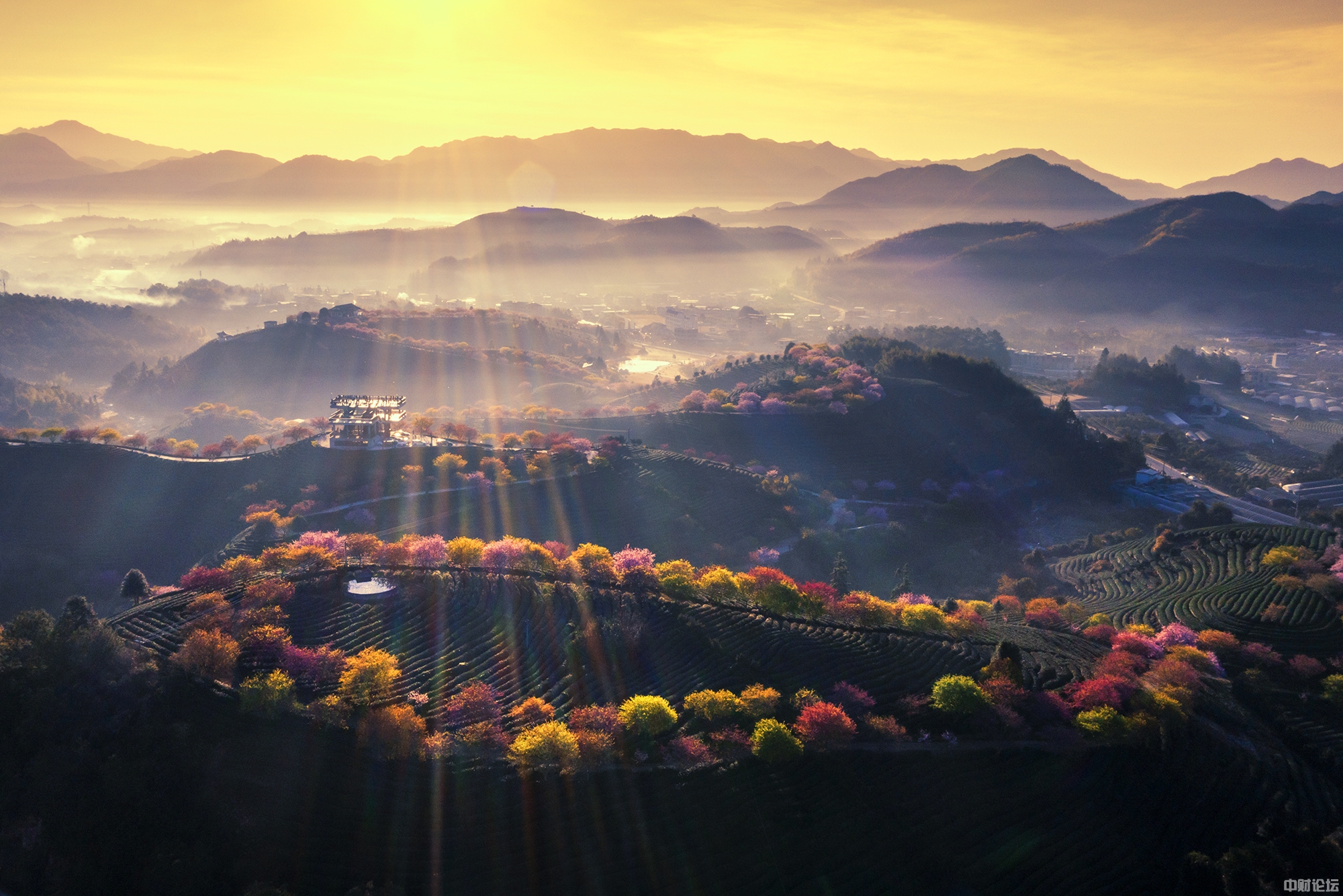 950-那年秋天-茶山晨韵.jpg